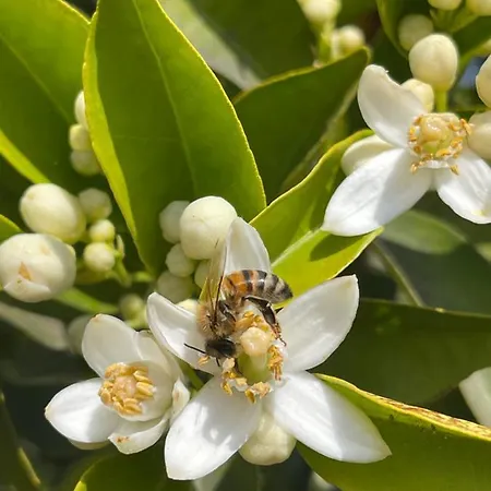 Hotel S'arenada - Adults Only