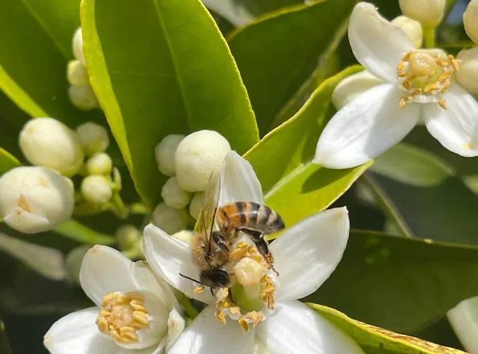 Hotel S'arenada - Adults Only